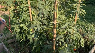 Autoproduire ses légumes ou ses aromatiques, voire ses œufs : une tendance lourde qui a été renforcée par la pandémie de Covid-19. Gamm vert, pour qui ce marché est important, l’a fait étudier de près. ©P.Fayolle